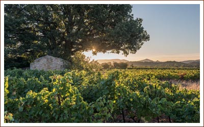 Weinproduzent Estandon Vignerons en Provence