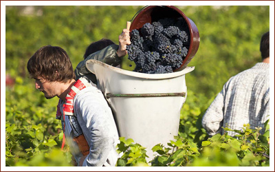 Weinproduzent Vignerons de Buxy