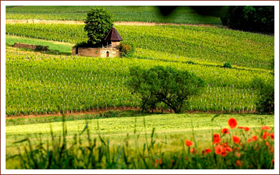Weinproduzent Vignerons des Terres Secrètes